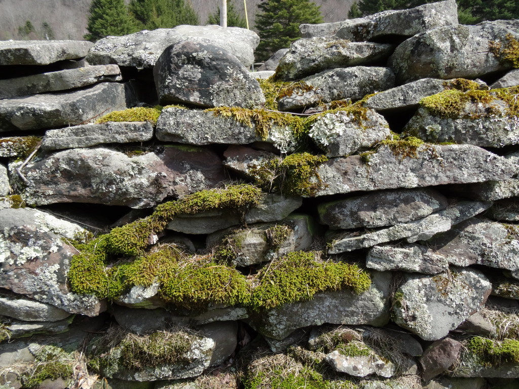 Stone wall, Catskill Mountains, NY
